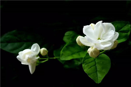 茉莉 茉莉