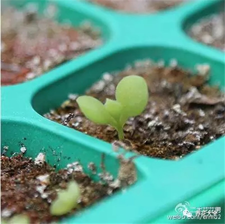 熊童子 熊童子