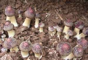 大球盖菇种植：栽培大球盖菇怎么覆土好？