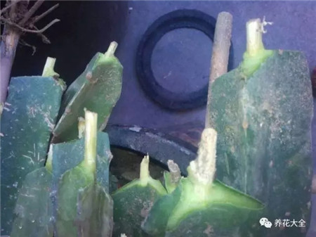 第2步:处理枝条 第2步:处理枝条