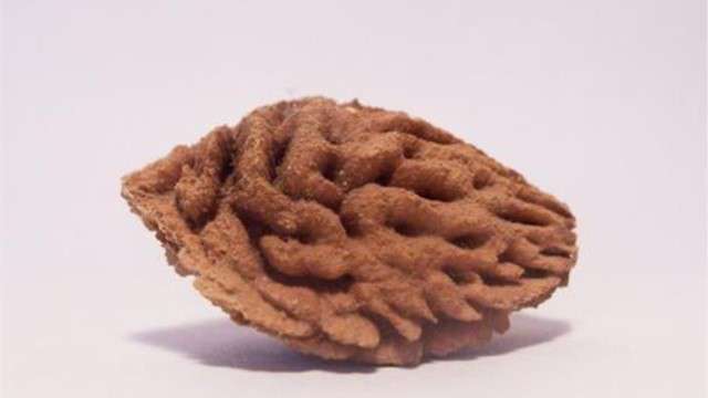 桃核怎么种才能发芽 桃核怎么种才能发芽