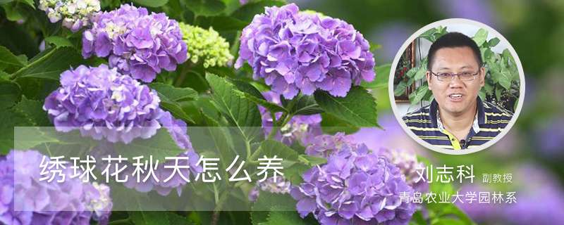 绣球花秋天怎么养 绣球花秋天怎么养