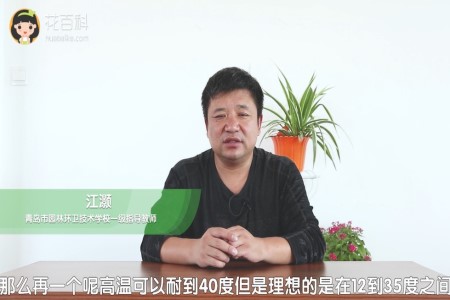 空气凤梨 空气凤梨