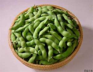 夏季露地黑毛豆栽培技术（下）