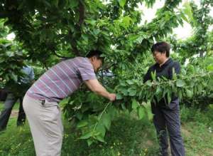 大樱桃树夏季如何管理？