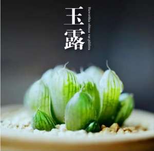 金风玉露一相逢，便胜却人间无数