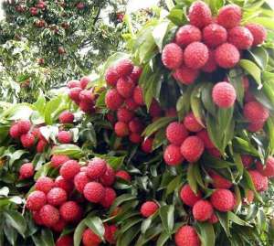 怎样防治荔枝霜疫霉病