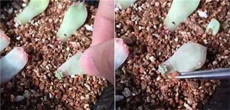 子持年华的叶片扦插法 子持年华的叶片扦插法