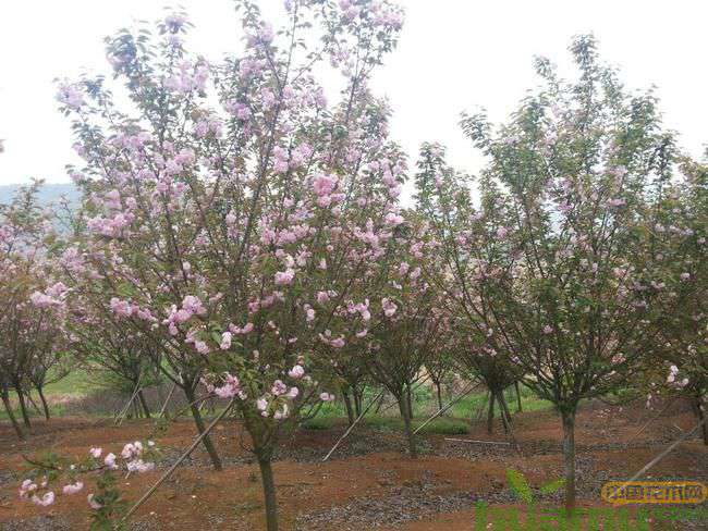 樱花怎么育苗? 樱花怎么育苗?