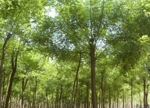 国槐种植枝条生根的方法