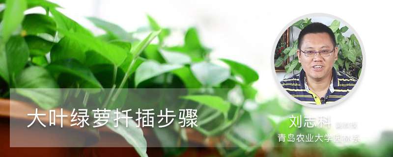 大叶绿萝扦插步骤图解,水养如何快速生根? 大叶绿萝扦插步骤图解,水养如何快速生根?