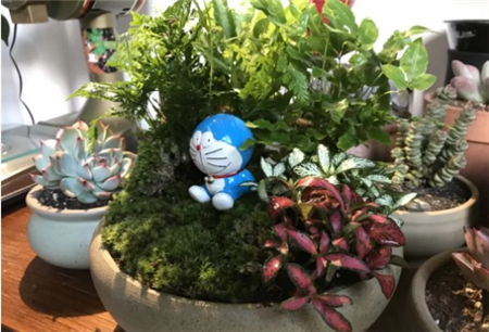 小草 小草