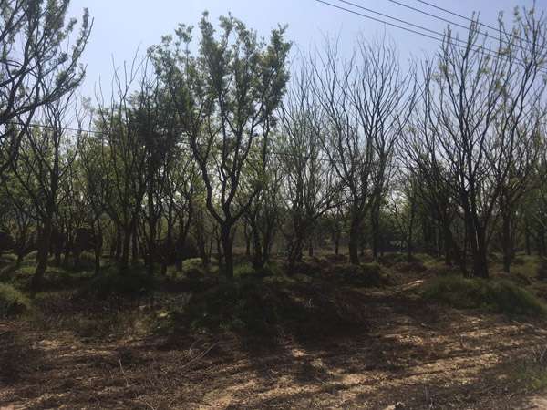 苗木基地实拍
