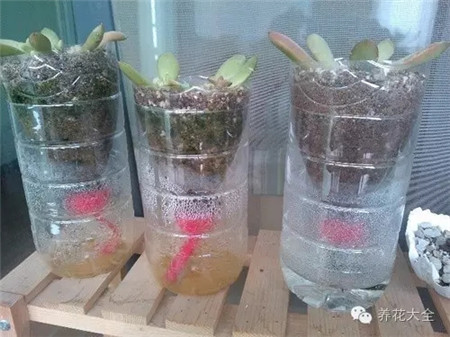 多肉叶插 多肉叶插
