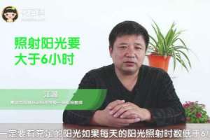 玉兰的养殖方法和注意事项