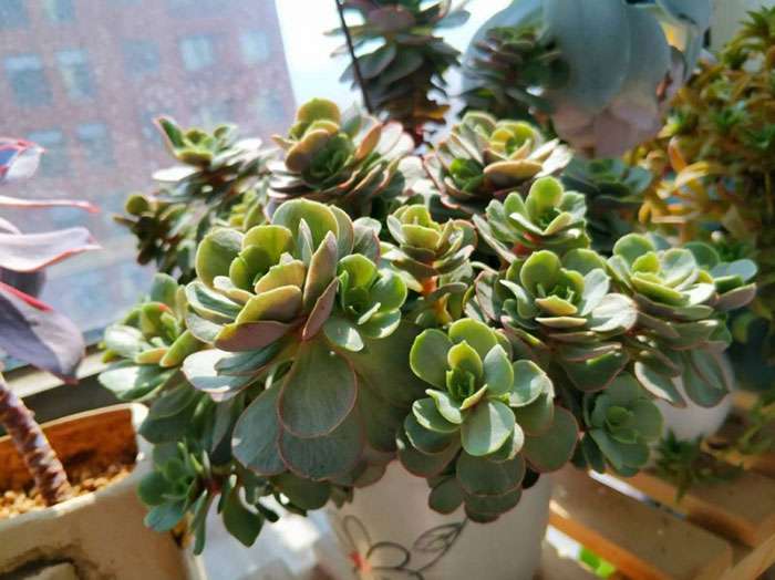 多肉植物 多肉植物
