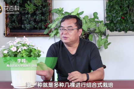 长春花 长春花