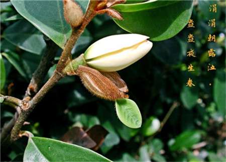 含笑花养护 含笑花养护