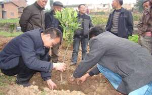 苗木种植知识：柑、柚的定植机巧
