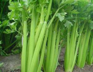 蔬菜常用叶面肥有哪些？
