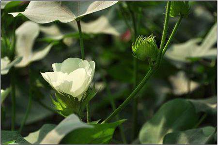 棉花种植技术:为什么棉花要施花铃肥?