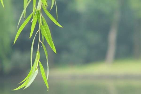 让你惊叹的家庭养花奇招(续篇) 让你惊叹的家庭养花奇招(续篇)