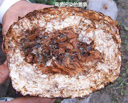 凤尾菇有哪些杂菌虫害?