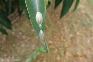 荔枝蛀蒂虫症状及防治技术