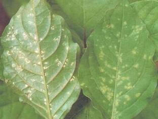 种植牛膝夏季怎么管理好?