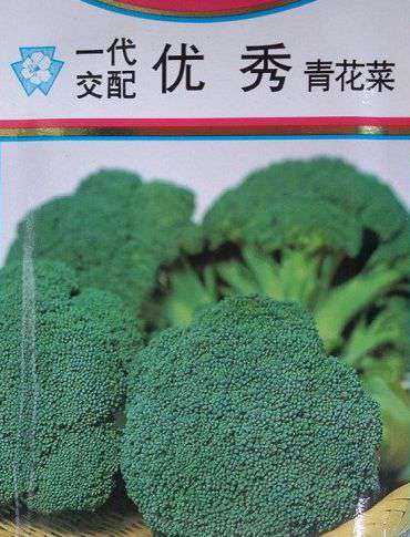 优秀西兰花(青花菜)品种怎么样?