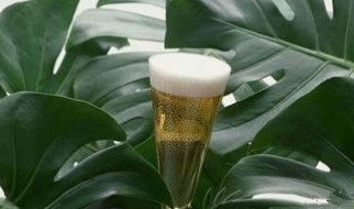 啤酒浇花 啤酒浇花