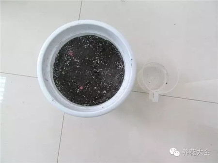 土填完后,盖住种球 土填完后,盖住种球