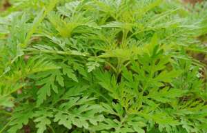 艾草的养殖方法和注意事项