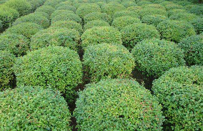 1548050794287626.jpg 冬季能种植水蜡吗?冬季水蜡防寒防冻的有效方法