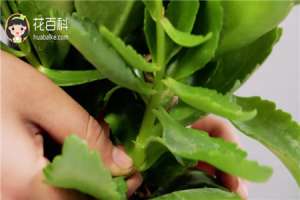 长寿花叶插方法