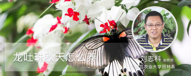 龙吐珠秋天怎么养 龙吐珠秋天怎么养