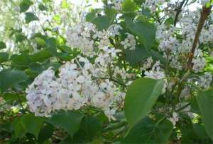 丁香花白粉病的防治方法