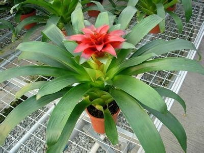 盆花 盆花