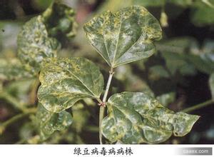 绿豆主要病害及防治方法