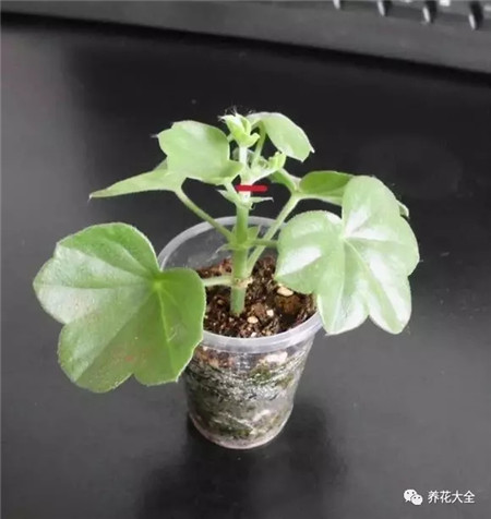 摘心位置 摘心位置