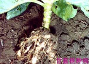 甘蓝根肿病的综合防治