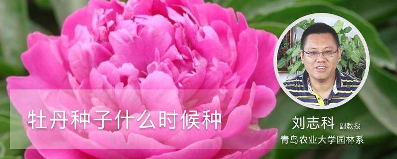 牡丹种子什么时候种 牡丹种子什么时候种