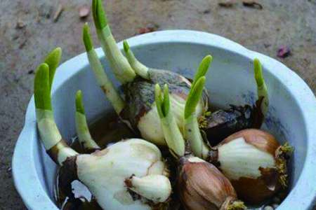 水仙花 水仙花