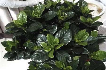 植株 植株