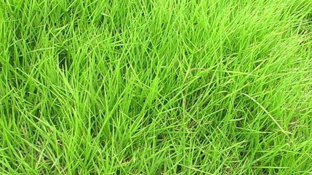结缕草的种植方法 结缕草的种植方法