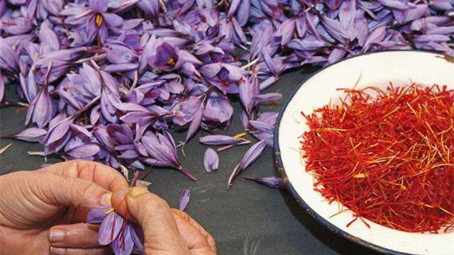藏红花怎么吃 藏红花怎么吃