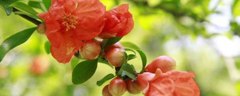 石榴花春天怎么养 石榴花春天怎么养