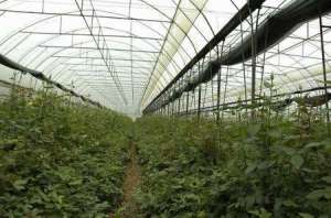 夏季大棚月季管理方法