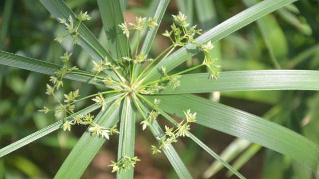 风车草怎么养 风车草怎么养