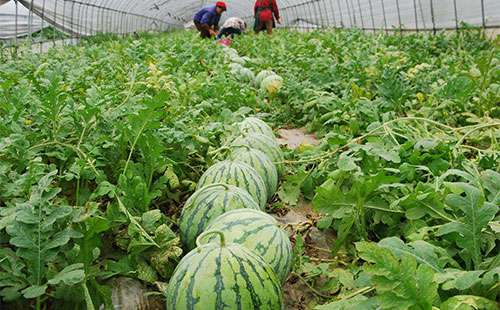 大棚西瓜异常瓜症状及防控措施总结